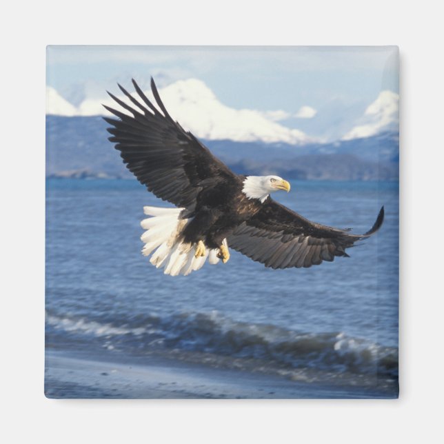 havsörn, Haliaeetus leuccocephalus, under flykt Magnet (Framsidan)