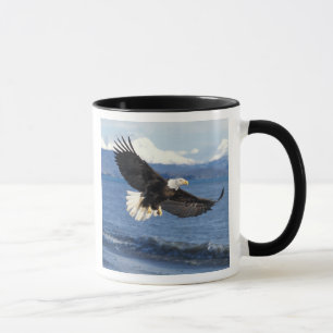 havsörn, Haliaeetus leuccocephalus, under flykt Mugg