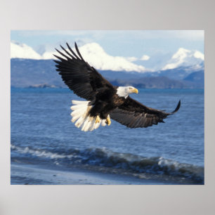 havsörn, Haliaeetus leuccocephalus, under flykt Poster