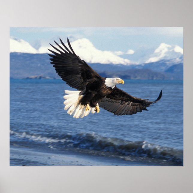 havsörn, Haliaeetus leuccocephalus, under flykt Poster (Framsidan)