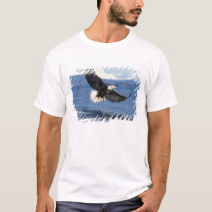 havsörn, Haliaeetus leuccocephalus, under flykt Tee