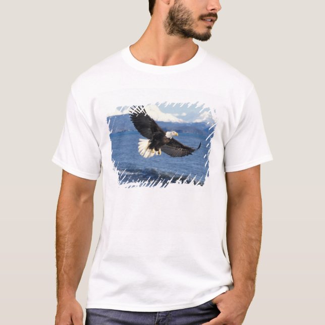 havsörn, Haliaeetus leuccocephalus, under flykt Tee (Framsida)