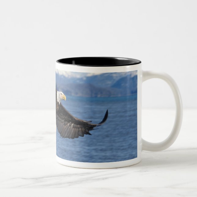havsörn, Haliaeetus leuccocephalus, under flykt Två-Tonad Mugg (Höger)