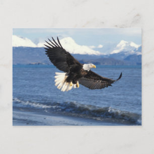 havsörn, Haliaeetus leuccocephalus, under flykt Vykort