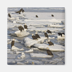 Havsörn, Haliaeetus leucocephalus, Homer, 2 Magnet