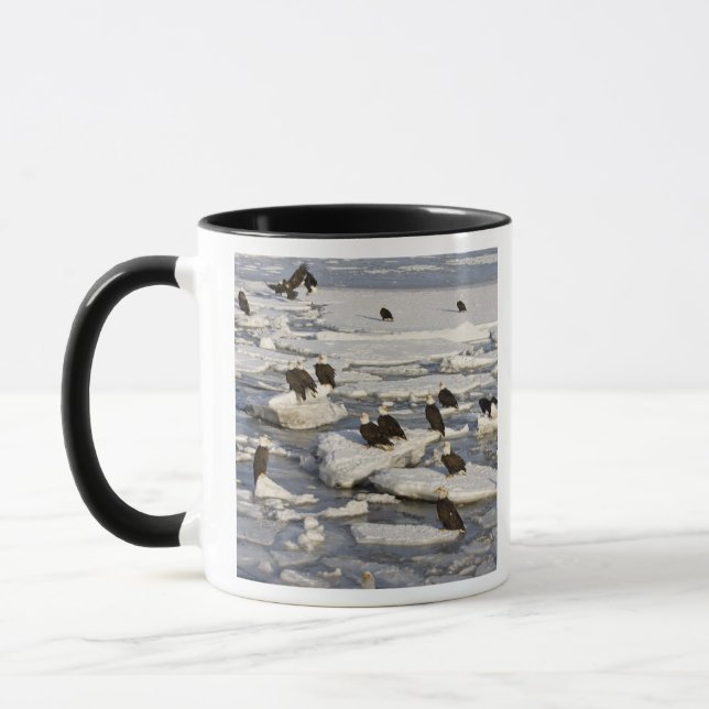 Havsörn, Haliaeetus leucocephalus, Homer, 2 Mugg (Vänster)