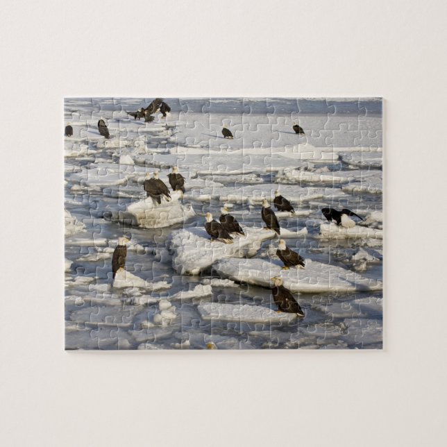 Havsörn, Haliaeetus leucocephalus, Homer, 2 Pussel (Horisontell)