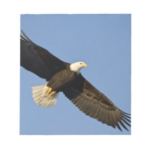 Havsörn, Haliaeetus leucocephalus, Homer, 4 Anteckningsblock