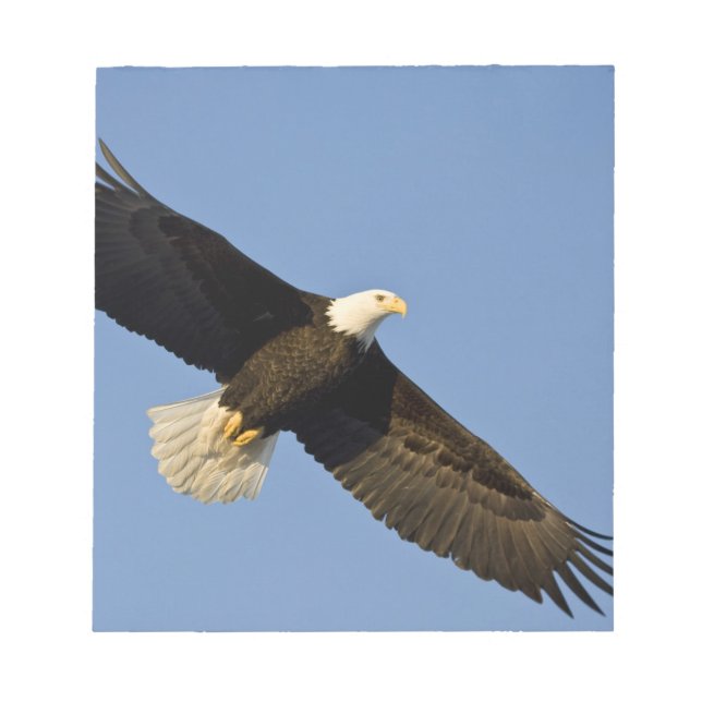 Havsörn, Haliaeetus leucocephalus, Homer, 4 Anteckningsblock (Framsida)