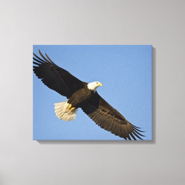 Havsörn, Haliaeetus leucocephalus, Homer, 4 Canvastryck (Framsida)