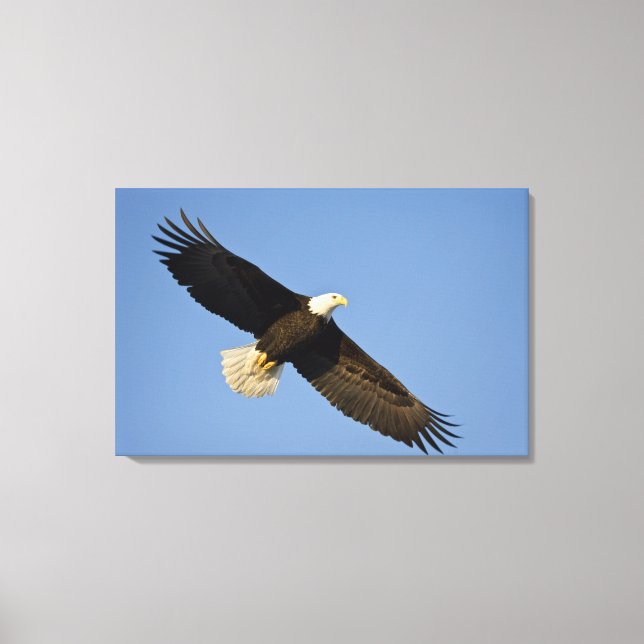Havsörn, Haliaeetus leucocephalus, Homer, 4 Canvastryck (Framsida)