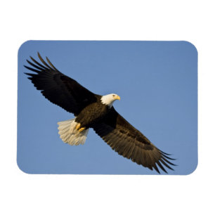 Havsörn, Haliaeetus leucocephalus, Homer, 4 Magnet
