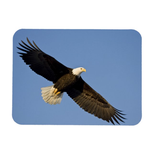 Havsörn, Haliaeetus leucocephalus, Homer, 4 Magnet (Horisontell)