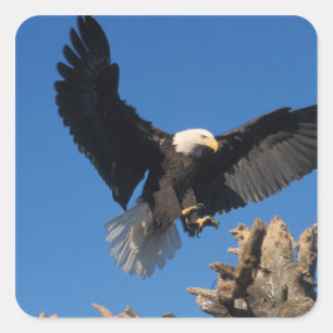 havsörn, Haliaeetus leucocephalus, landar Fyrkantigt Klistermärke