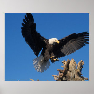 havsörn, Haliaeetus leucocephalus, landar Poster