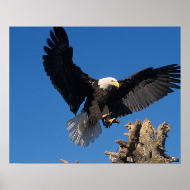 havsörn, Haliaeetus leucocephalus, landar Poster (Framsidan)