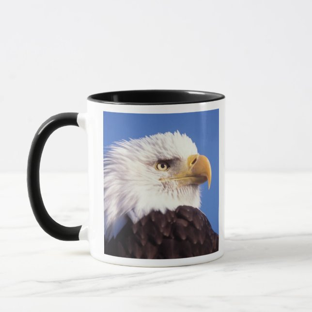 havsörn, Haliaeetus leucocephalus, närbild, 3 Mugg (Vänster)