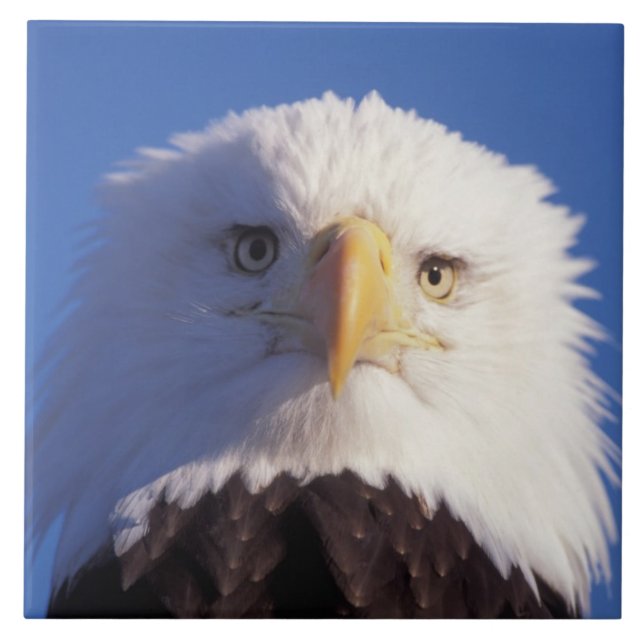havsörn, Haliaeetus leucocephalus, närbild på huvu Kakelplatta (Framsidan)