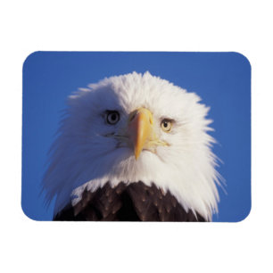 havsörn, Haliaeetus leucocephalus, närbild på huvu Magnet