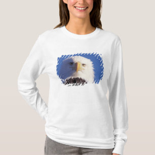 havsörn, Haliaeetus leucocephalus, närbild på huvu Tee