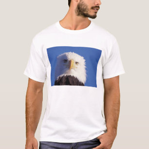 havsörn, Haliaeetus leucocephalus, närbild på huvu Tröja