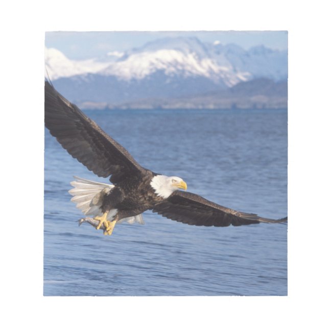 havsörn, Haliaeetus leucocephalus, under flygning  Anteckningsblock (Framsida)