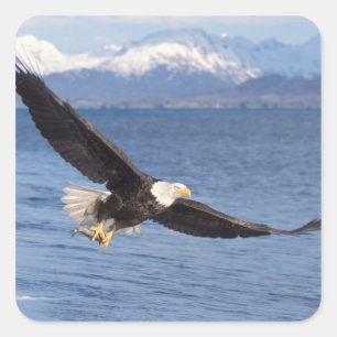 havsörn, Haliaeetus leucocephalus, under flygning Fyrkantigt Klistermärke
