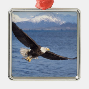 havsörn, Haliaeetus leucocephalus, under flygning  Julgransprydnad Metall
