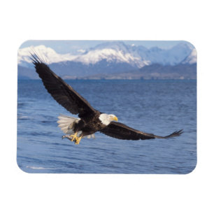 havsörn, Haliaeetus leucocephalus, under flygning Magnet