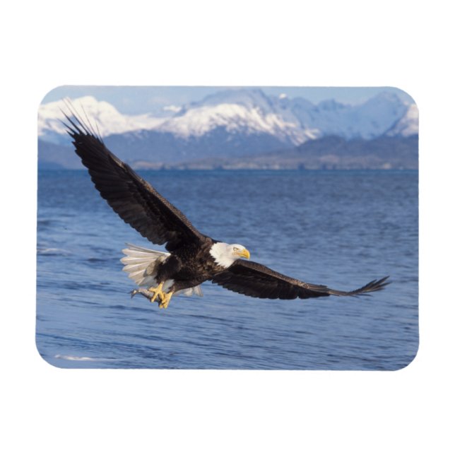 havsörn, Haliaeetus leucocephalus, under flygning  Magnet (Horisontell)