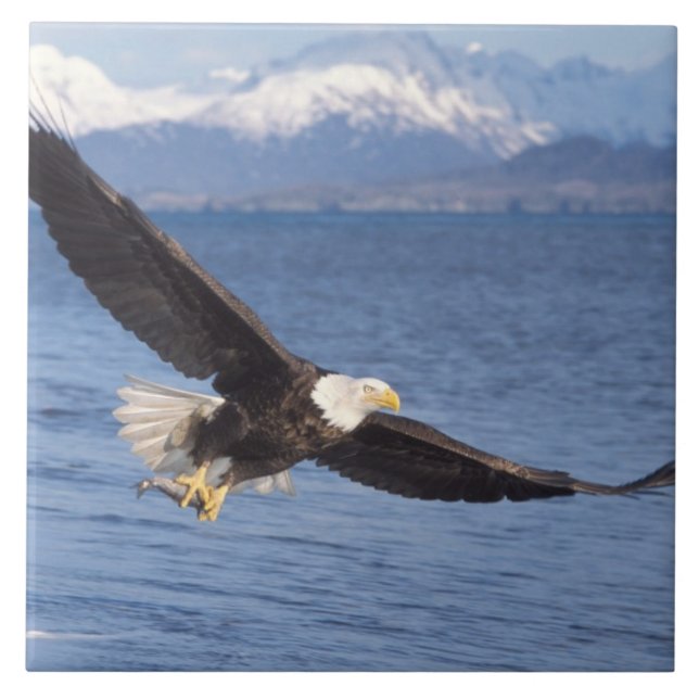 havsörn, Haliaeetus leucocephalus, under flykt 4 Kakelplatta (Framsidan)