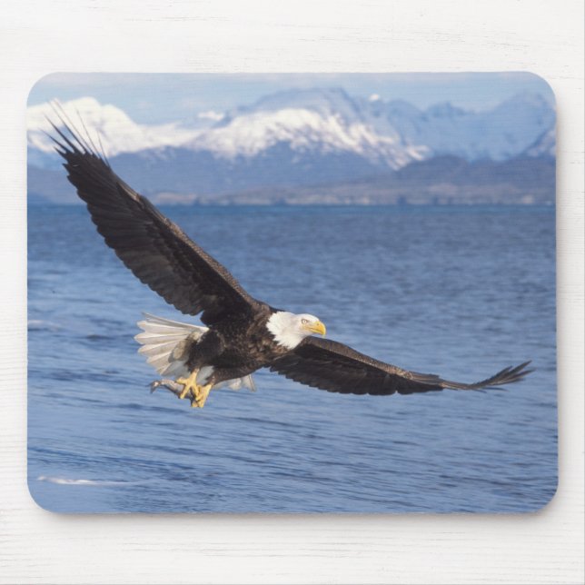 havsörn, Haliaeetus leucocephalus, under flykt 4 Musmatta (Framsidan)