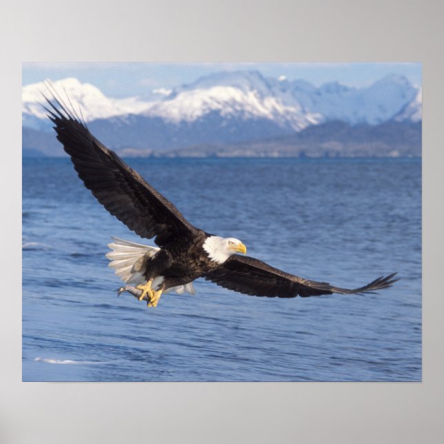 havsörn, Haliaeetus leucocephalus, under flykt 4 Poster (Framsidan)