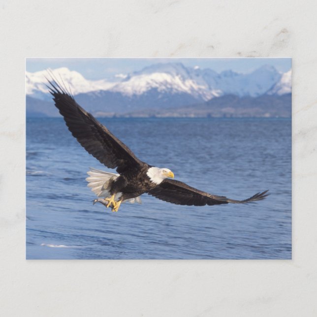 havsörn, Haliaeetus leucocephalus, under flykt 4 Vykort (Framsida)
