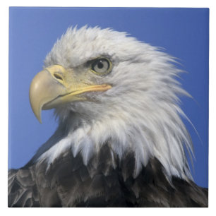 Havsörn, (Haliaeetus leucocephalus), vild, Kakelplatta
