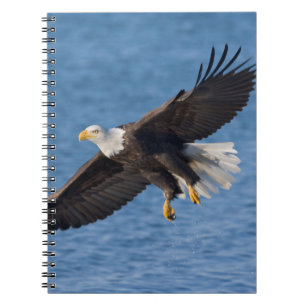 Havsörn under flykt anteckningsbok