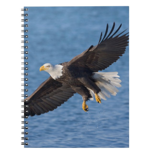Havsörn under flykt anteckningsbok (Framsidan)