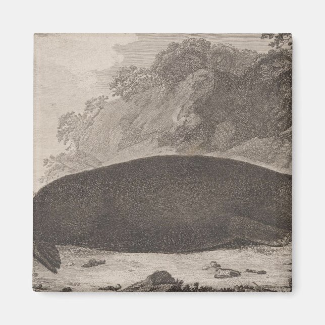 Havsörter, British Columbia Magnet (Framsidan)