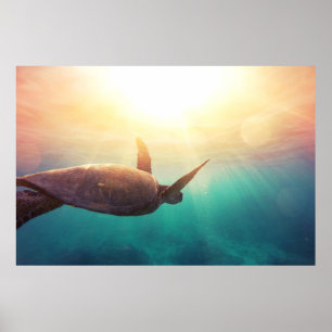 Havssköldpadda - Fotografi av undervattensmiljöer Poster