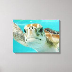 Havssköldpadda i mexikanska Vatten Canvas Wrapped 