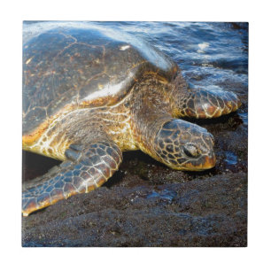 Havssköldpadda Kakelplatta