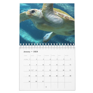 Havssköldpadda Kalender