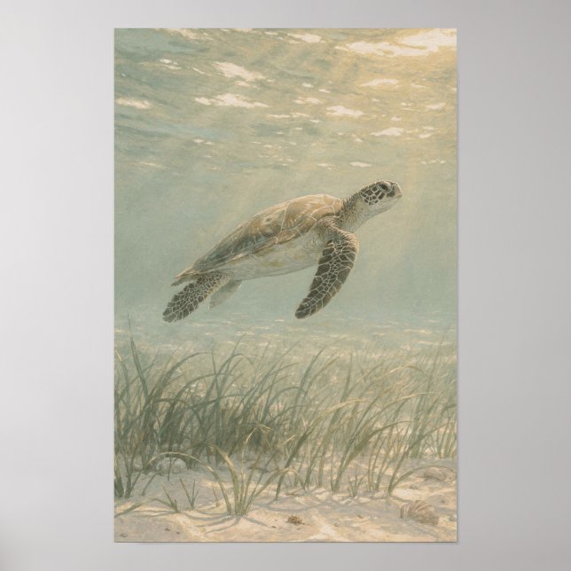 Havssköldpadda Kust- och Havskonsttryck Poster (Framsidan)