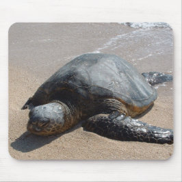 Havssköldpadda - Oahu Hawaii Musmatta