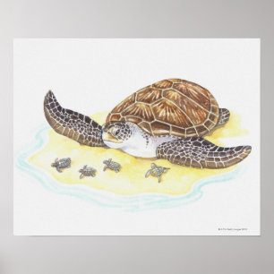 Havssköldpadda och babyar poster