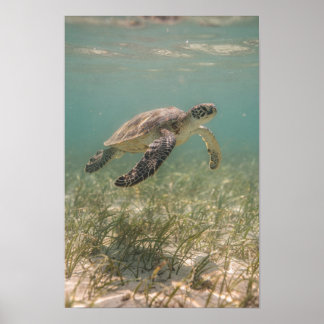 Havssköldpadda över sjögräs Teal Kustposter Poster