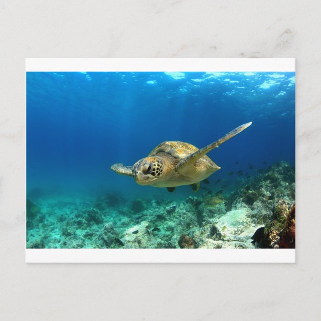 Havssköldpadda Vykort (Framsida)