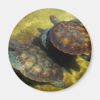 Havssköldpaddor Magnet
