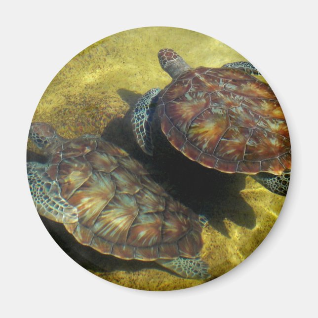 Havssköldpaddor Magnet (Framsidan)
