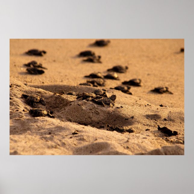 Havssköldpaddor Poster (Framsidan)